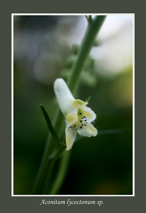 Aconitum lycoctonum sp. 3 - Garden perennials