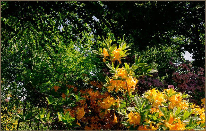 Kotka Fuksinpuisto 4 - Parks and Gardens