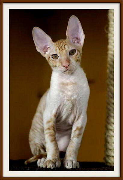 Alchemist  Remus - Linssi's kittens
