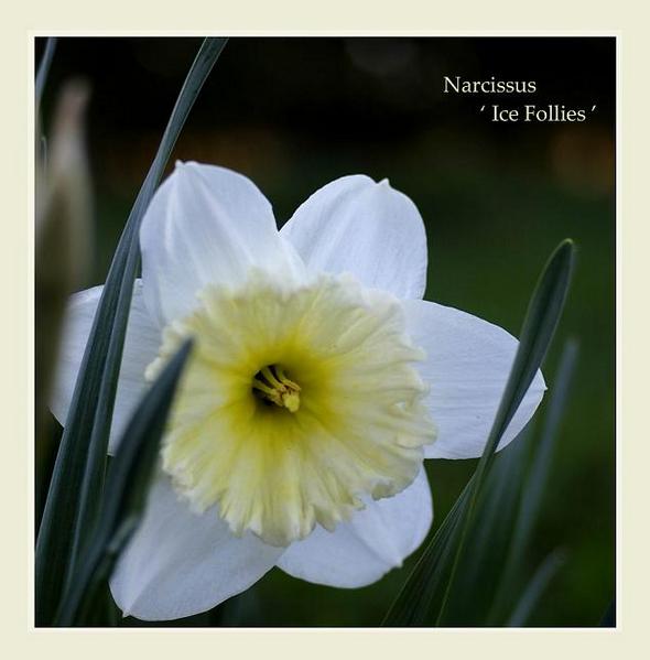 Narcissus 'Ice Follies' - Garden perennials