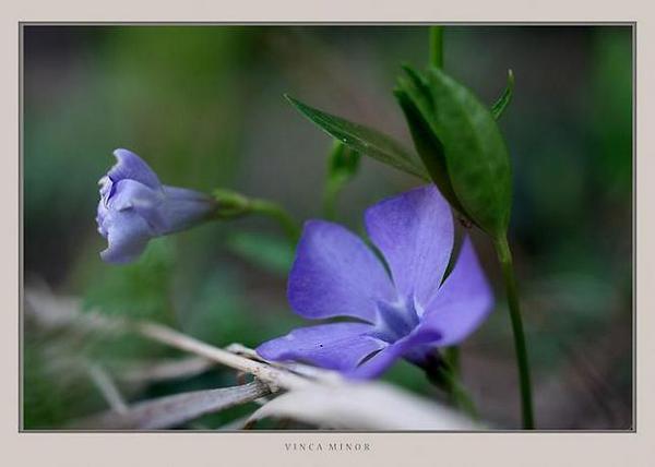Vinca minor - Garden perennials