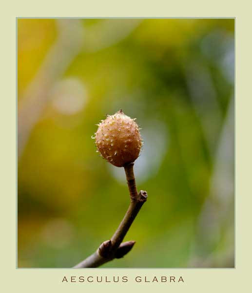 Aesculus glabra - Trees and Shrubs