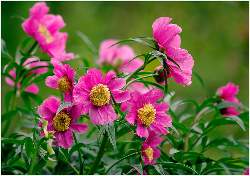 Paeonia veitchii 1 - Garden perennials