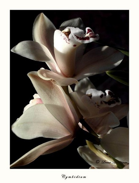 Cymbidium - Orchids