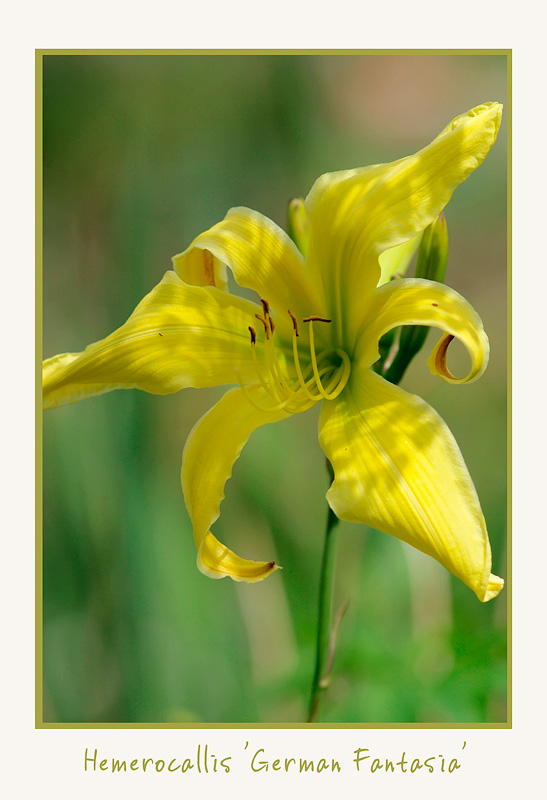 Hemerocallis 'German Fantasia'' - Garden perennials