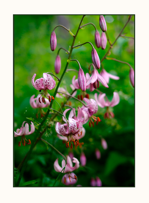 Lilium martagon 2 - Garden perennials