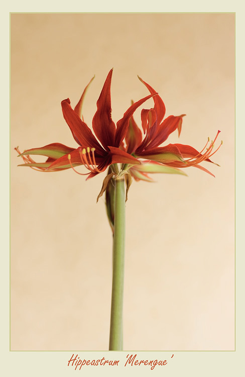 Hippeastrum 'Merengue' 2 - Windowsill Garden