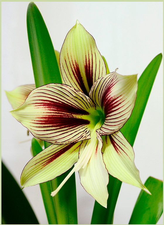 Hippeastrum papilio 2 - Windowsill Garden