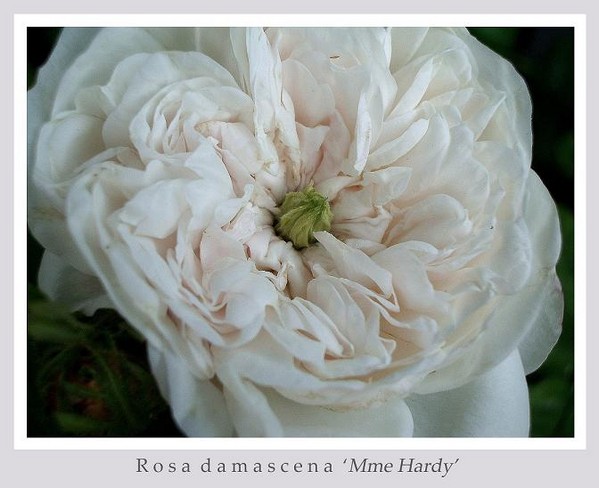 Rosa damascena 'Mme Hardy' 2 - Roses