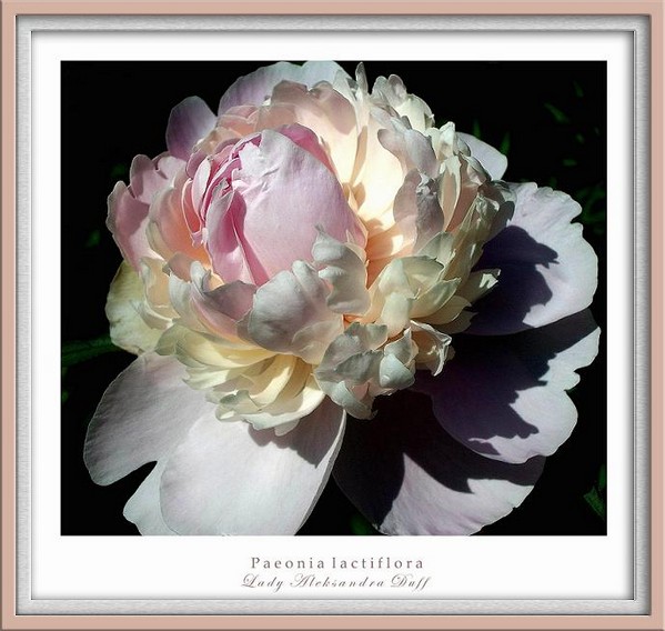 Paeonia 'Lady Alexandra Duff' - Garden perennials
