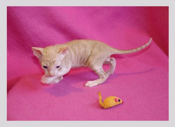 14 days - red/white boy - Linssi's kittens