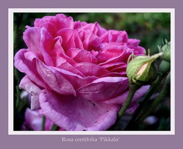 Rosa centifolia 'Pikkala' - Roses