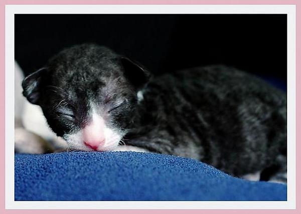 12 days - b/w girl - Linssi's kittens - the 2nd litter