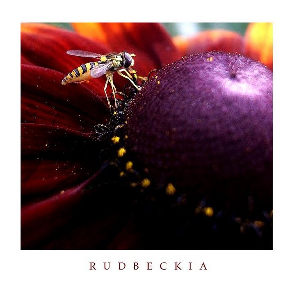 Rudbeckia hirta - Garden perennials