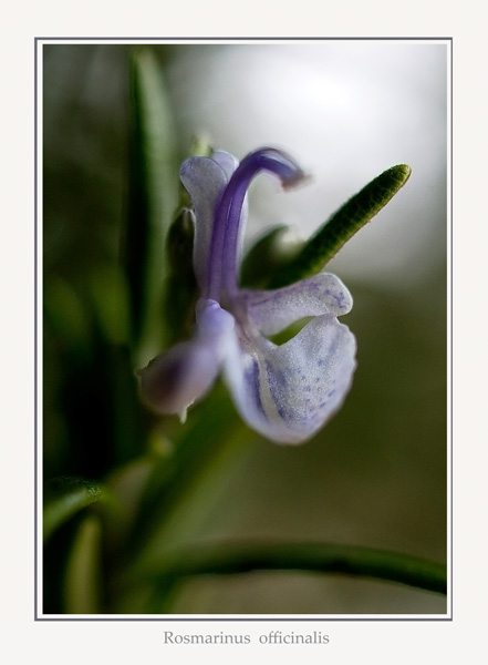 Rosmarinus officinalis - Garden perennials