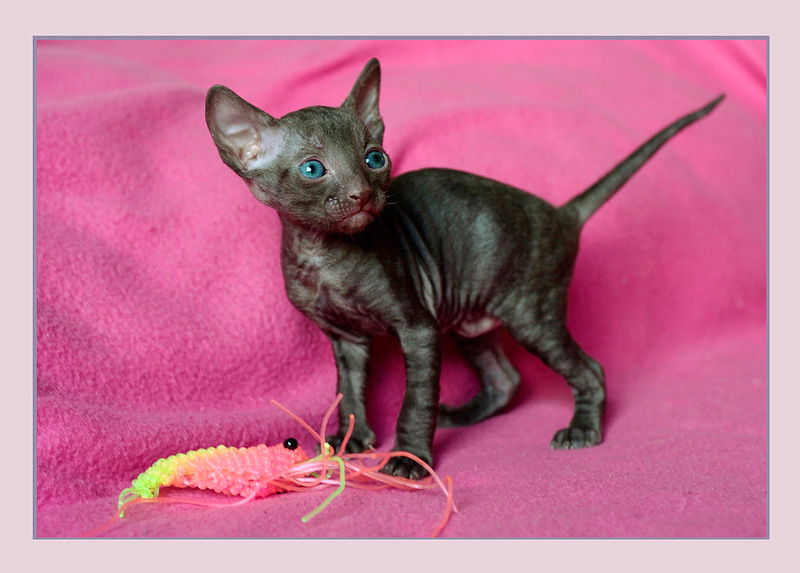 Coco 3 weeks - 3 - Mimmi's kittens