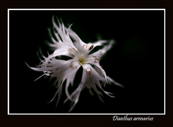 Dianthus arenarius - Garden perennials