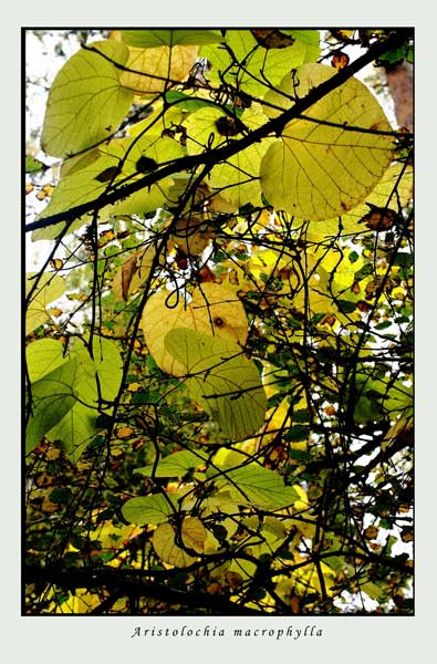 Betula ermanii 1 - Trees and Shrubs
