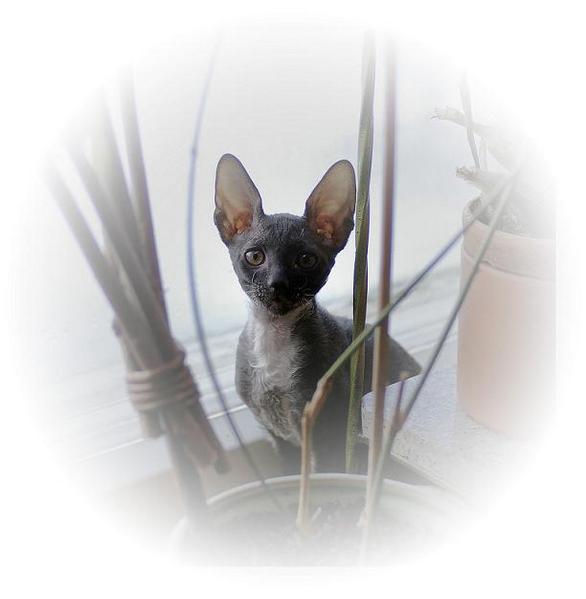 Alchemist Regina - Linssi's kittens