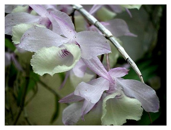 Dendrobium aphyllum - Orchids