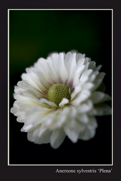 Anemone sylvestris 'Plena' - Garden perennials