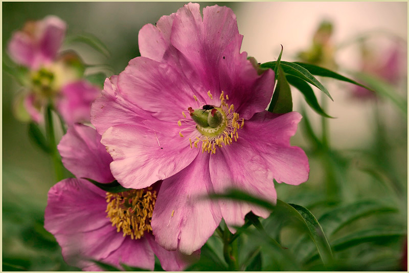 Paeonia veitchii 3 - Garden perennials