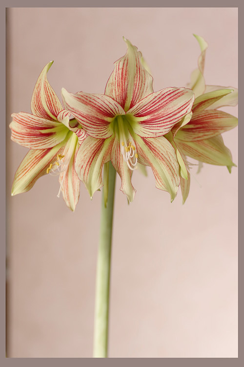 Hippeastrum 'Giraffe' 3 - Windowsill Garden