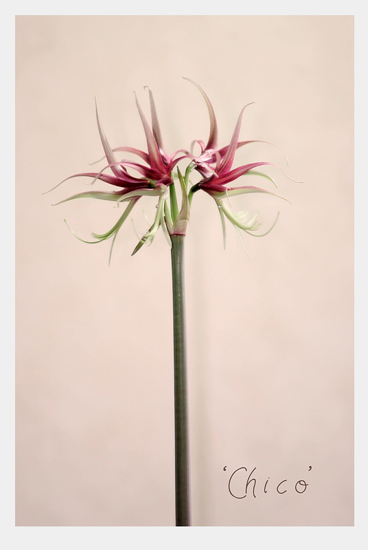 Hippeastrum cybister 'Chico' - Windowsill Garden