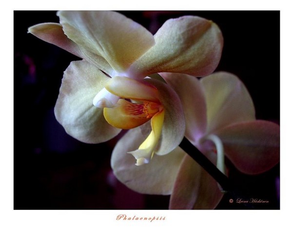 Phalaenopsis - Orchids