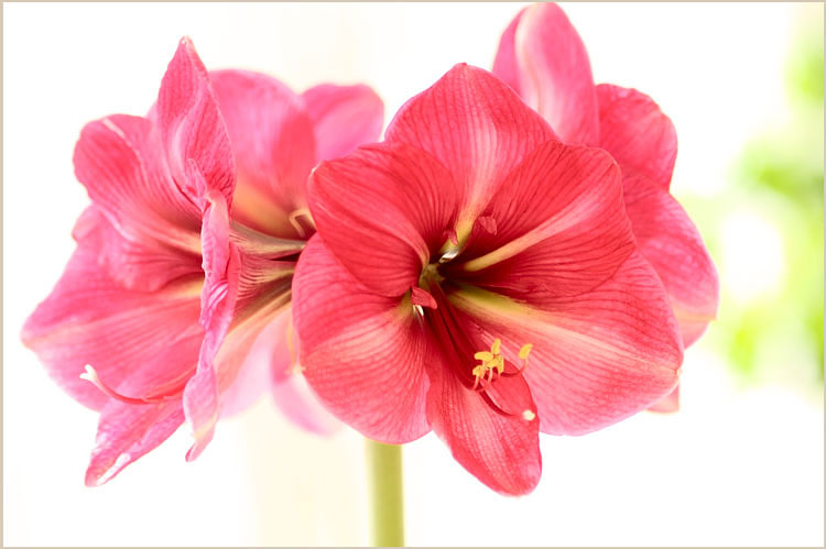 Hippeastrum 'Hercules' - Windowsill Garden
