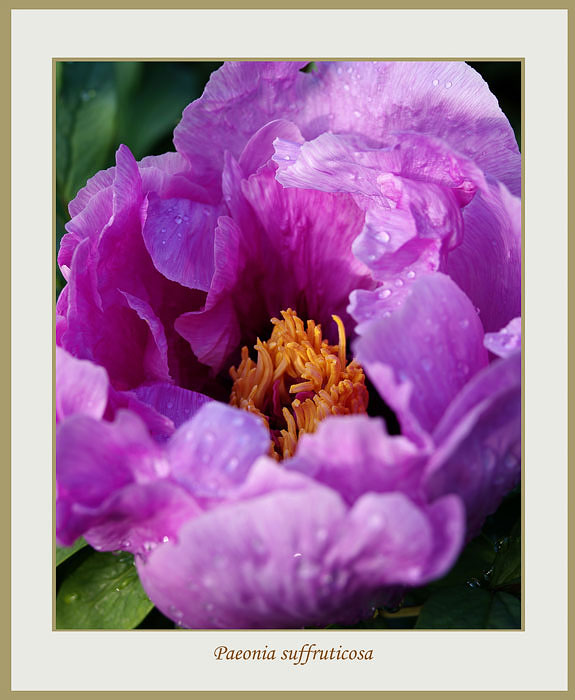 Paeonia suffruticosa 'Ofuji Nishiki' - Garden perennials