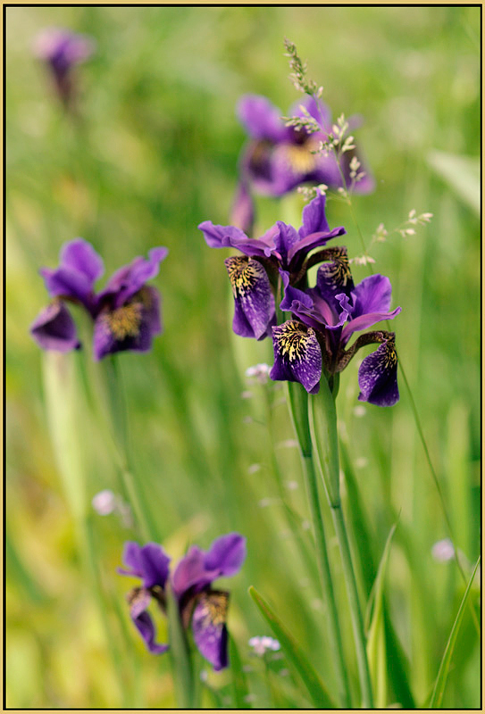 Iris sp. - Garden perennials