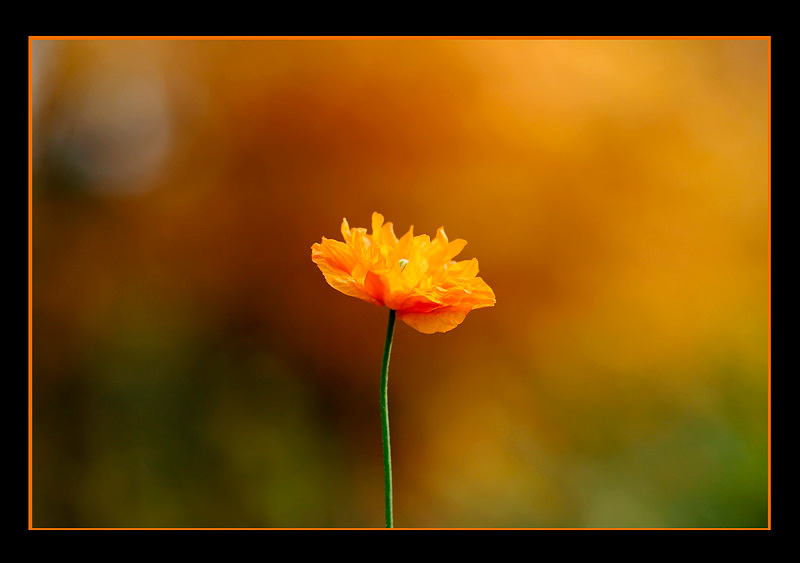 Still Life in Orange - Still Life