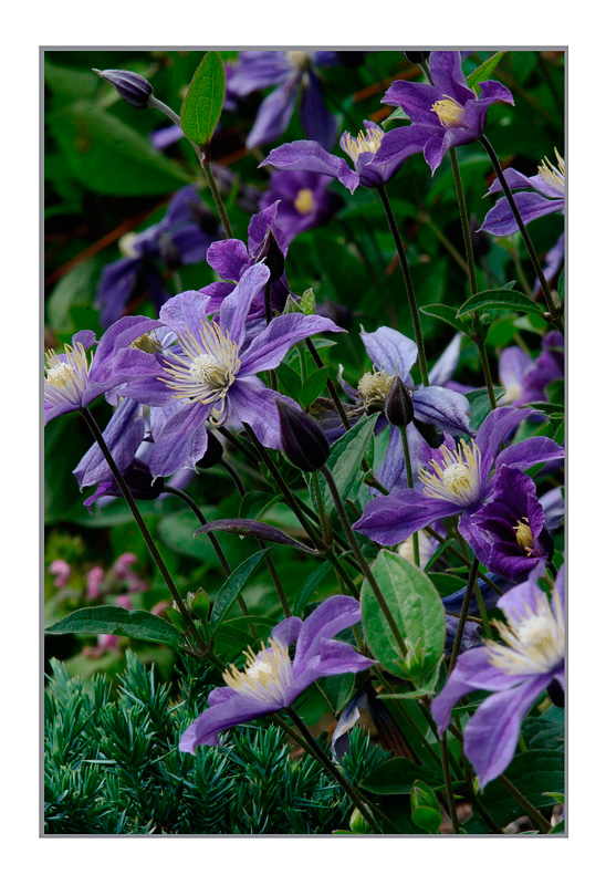 Clematis 'Arabella' - Garden perennials