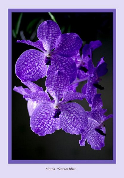 Vanda 'Sansai Blue' - Orchids