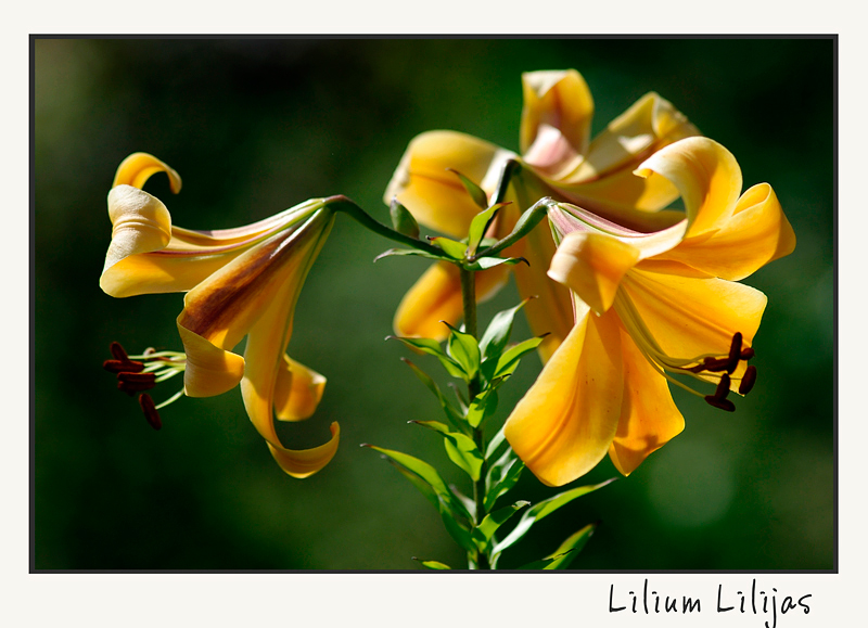 Lilium 'Apelsinu Aromats' / Lilijas 5 - Garden perennials
