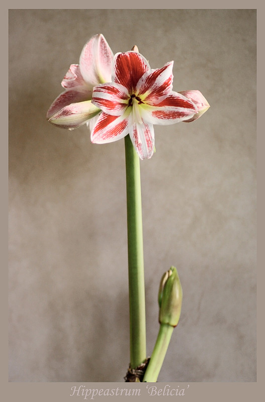 Hippeastrum 'Belicia' - Windowsill Garden