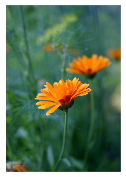 Anethum graveolens 3 - Still Life