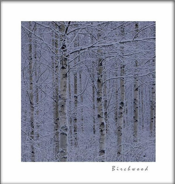 Betula pubescens 1 - Trees and Shrubs