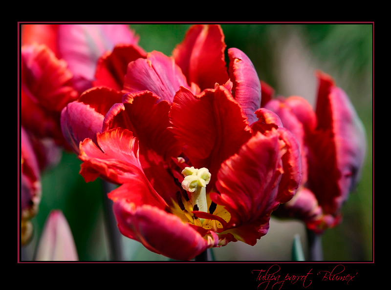 Tulipa parrot 'Blumex' - Garden perennials