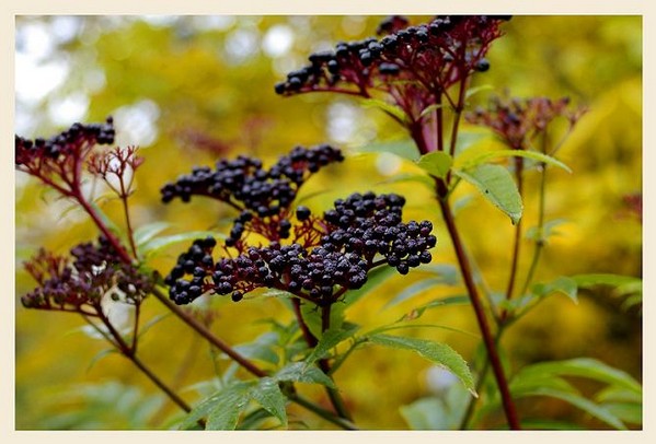 Sambucus ebulus 2 - Trees and Shrubs