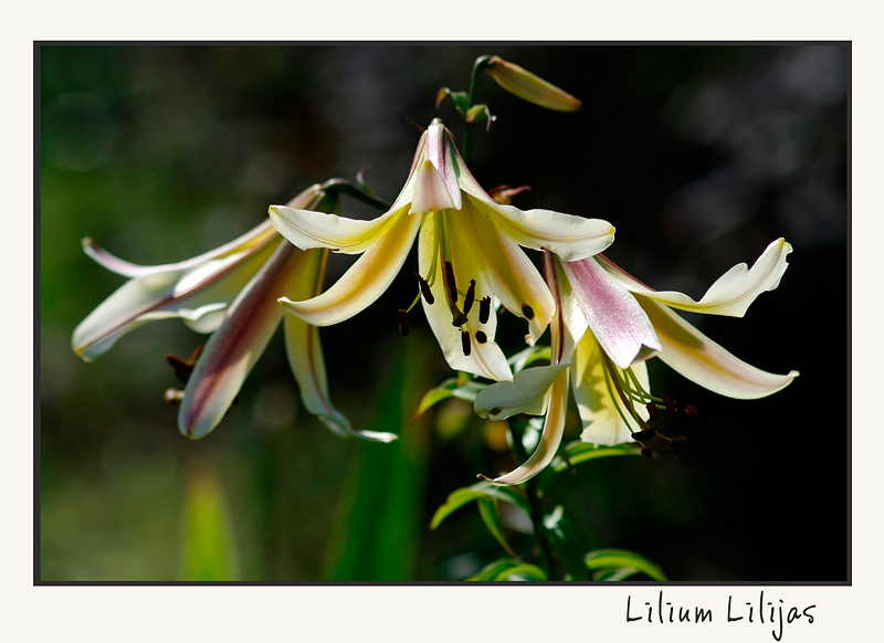 Lilium hybr. Lilijas 3 - Garden perennials
