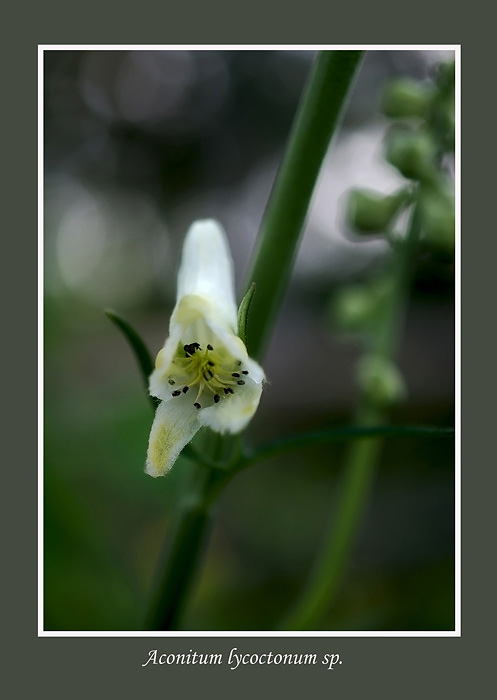 Aconitum lycoctonum sp. 2 - Garden perennials