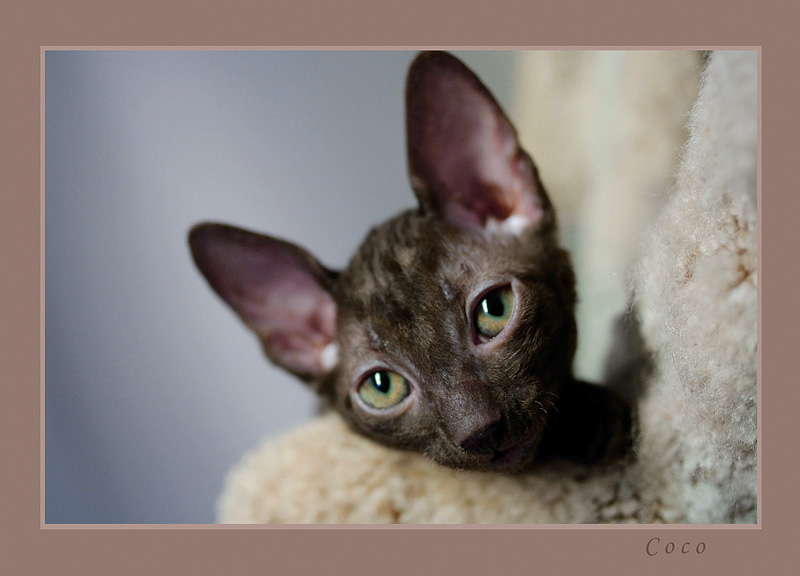 Coco 7 weeks - 1 - Mimmi's kittens