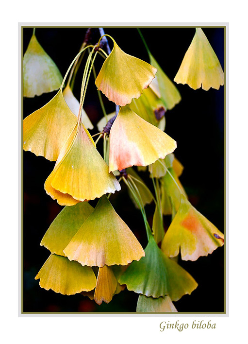 Ginkgo biloba - Trees and Shrubs