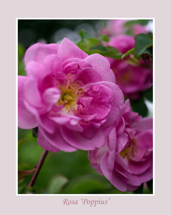 Rosa 'Poppius' 2 - Roses