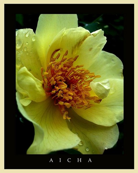Rosa 'Aicha' 3 - Roses