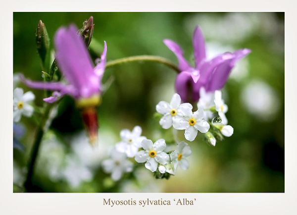 Myosotis sylvatica 'Alba' - Garden perennials