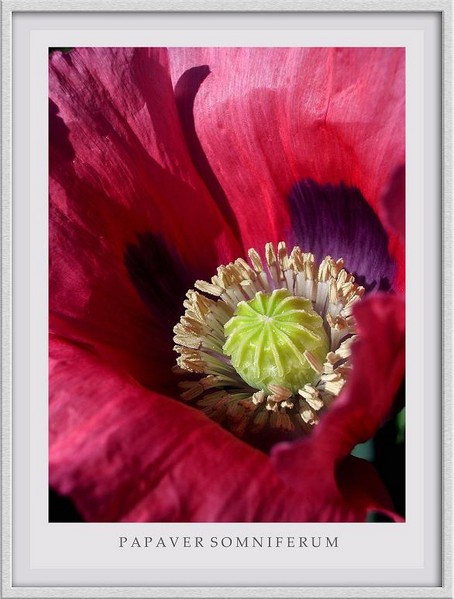 Papaver somniferum1 - Garden perennials