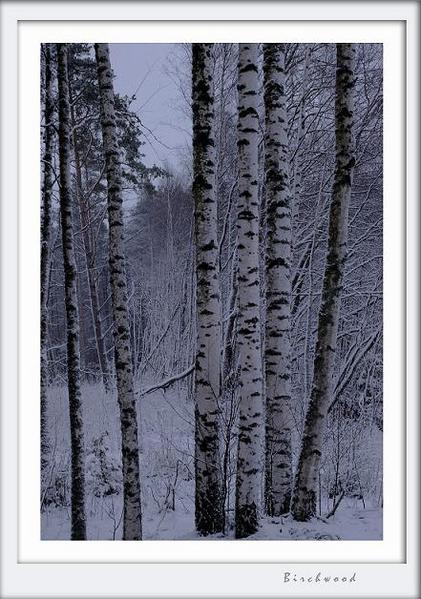 Betula pubescens 3 - Trees and Shrubs
